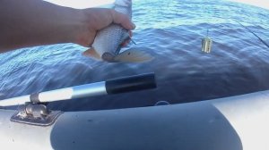 Рыбалка на Финском заливе. Отчёт за 19.07.25. РЛЦ "Раскат". Плотва, густера, чехонь, ёрш.