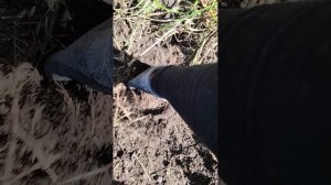 Выкопка картофеля
С. Ташла, Ставропольский район. 14.09.2025 года