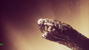 Голодные игры: Рассвет Жатвы. Фильм 2026. Русский тизер-трейлер фильма.