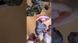 распродажа бегоний на 14.09.2025г