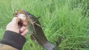 Рыбалка на карася.#карась #сом #лето #природныеозëра