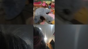 Обзор мя как ие игрушки. Гусь и собака