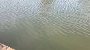 поимка осетра на 11.5 кг в малом водоёме