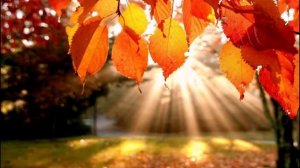 А ЛЕС ЧАРУЕТ НАС