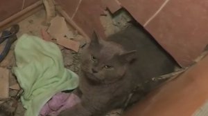 В Нижнем Новгороде спасли застрявшего в вентиляции кота Стивена / События на ТВЦ