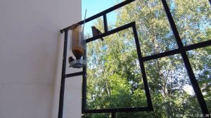 Птички будильники или Птички для кота / кошки