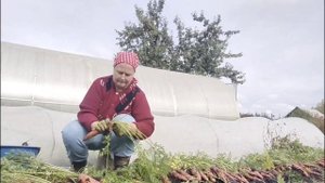 Убираю корнеплоды. Ботва идёт в дело. Стрижка кабачка и тыквы. Дали воду, поливаю ягодные кусты.