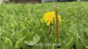 ПОЕХАЛИ НА МОРЕ с ДРУЗЬЯМИ - рассказ из жизни