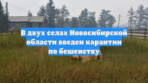 В двух селах Новосибирской области введен карантин по бешенству