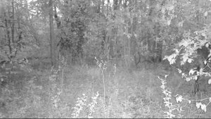 На лосиной тропе, Ленинградская область.