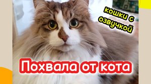 Кошки с озвучкой.