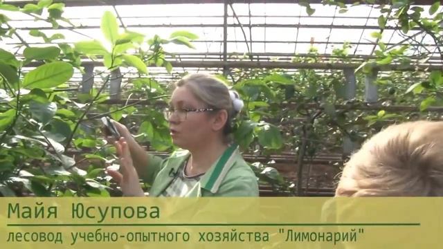 Обрезка деревьев