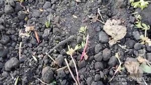 Пришли семена / Собираю томаты.