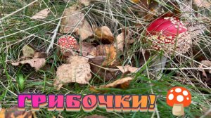 Грибочки!🍄🟫😉