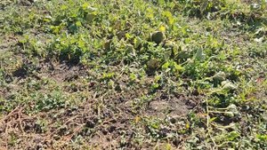 Огород 14 сентября 2025