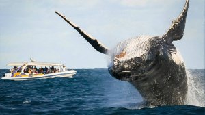 Фестиваль китов на Уолкер-бей: десятки морских гигантов подходят прямо к берегу