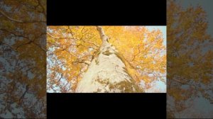 Осеннее настроение... Медитация.