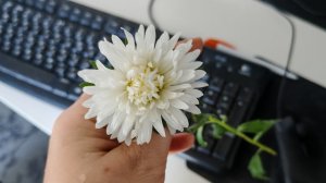 14-09-2025 астра с деревенского огорода