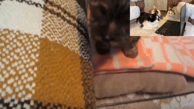 А-нука-Давай-ка. [Смотрим старые видео]. Кот Малыш, кошка Мурка и кролик Баффи.