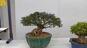 Бонсай. Орхидиум - 13 и 14 сентября 2025 года.