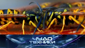 Способы борьбы с осами, новые правила оказания первой помощи и тест машинки-полотера | Чудо техники