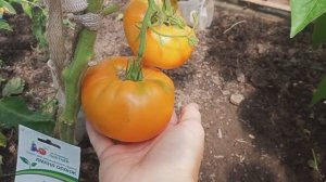 томаты в теплице/июль 2025