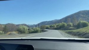 едим смотреть маральник на Чуйский тракт в Горный Алтай, май 2025
