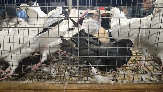 13.09.2025 г Ярмарка ст.Бронницы ч 1 смотреть онлайн