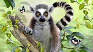 Очень забавные и прикольные кошачьи лемуры 🐱🐈_⬛