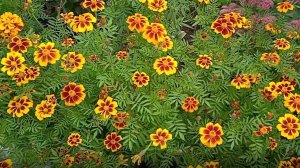 В чем польза бархатцев для осеннего сада огорода как они работают