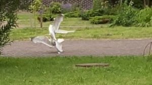 Разборки на территории школы