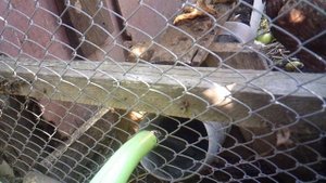 Поение курочек - большая поилка