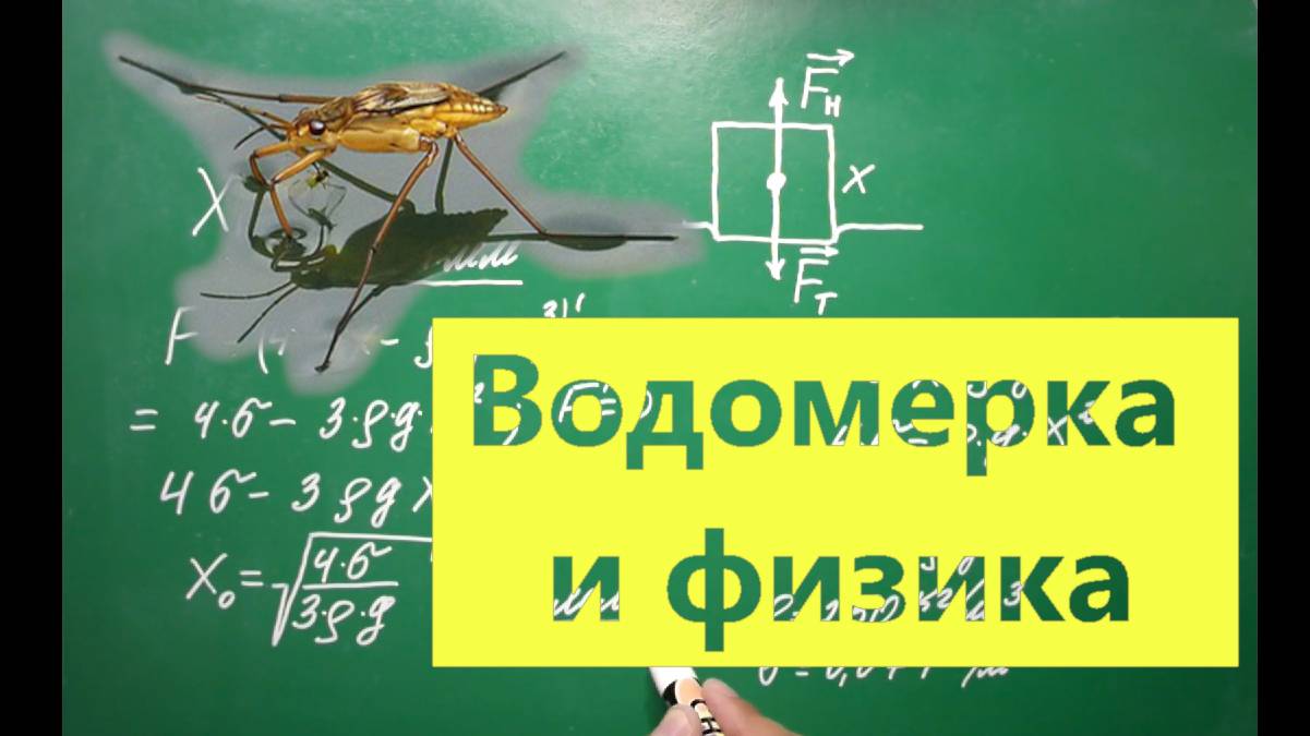 Водомерка и физика. смотреть онлайн
