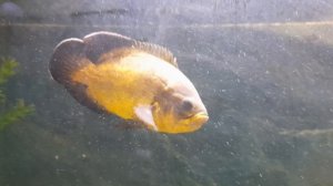 Южно-Уральский ботанический сад-институт РАН (ЮУБСИ УФИЦ РАН) 13 09 2025 экскурсия большая