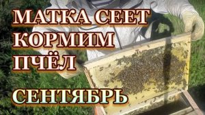 12 сентября 25 года, матки сеют, продолжаем кормить пчёл.