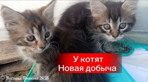 У котят новая добыча