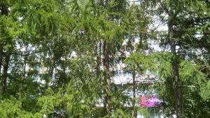 Видео обзор Москва, Зеленоград мкрн 6, район Савёлки