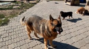 С  каждым днём холодает все больше. Темнеет рано.
Настроения никакого. В доме уже холодно и неприятн