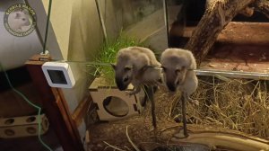 Простая жизнь песчанок. Дымки гуляют в витрине.