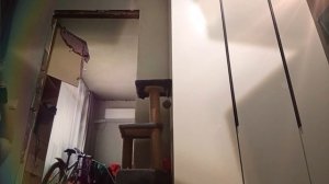 Блин, мне не очень нравится..(🪶🐾Квадробика 🐾🪶)