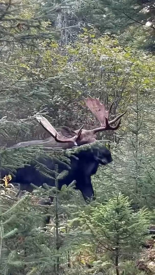 БЛИЗКАЯ ВСТРЕЧА С БЫКОМ ЛОСЯ ВО ВРЕМЯ ГОНА!!