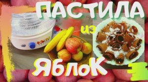 Пастила  без сахара из яблок в сушилке для овощей и фруктов Волга -  8.