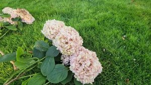 обрезка крупнолистной гортензии🌺🌺