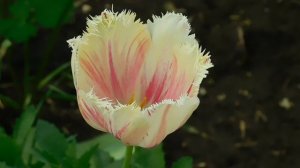 05=05=2025 ТЮЛЬПАН  ник    (36)