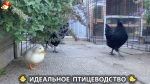 Идеальное птицеводство достойно восхищения 🐓🦆🦢🦚🦃🐔 эпизод (337)