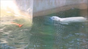 Медвежатам очень понравилась шкура и они с ней часто играют 11.09.2025