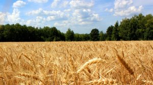 Праздник жатвы. 14.09.2025