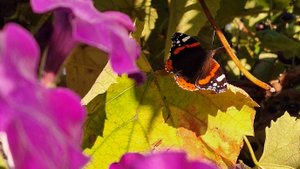 Жизнь Деревенская.