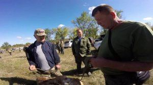 Россошанская выставка собак, охотничьих пород. 13.09.25г.