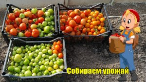 Собираем урожай,обрезала чеснок 🧄
